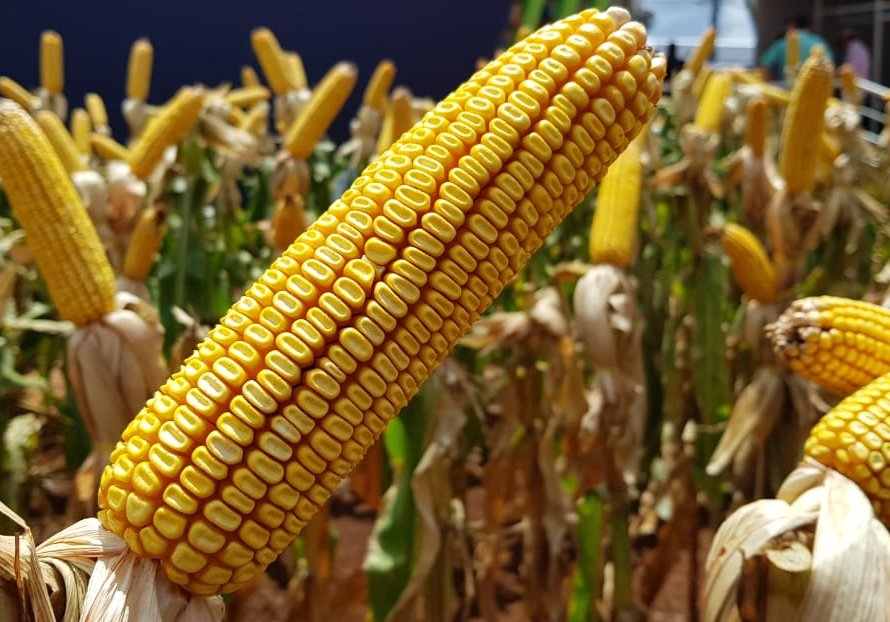 DATAGRO eleva estimativa da produção brasileira de soja e milho 2024/25
