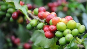 Exportações de café verde atingem US$ 1,25 bi em abril
