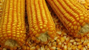 Exportações de milho recuam 18% em Mato Grosso
