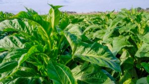 Exportações de tabaco crescem 17,87% no primeiro quadrimestre do ano