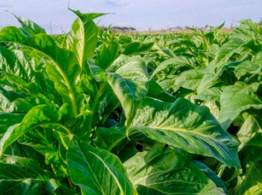 Exportações de tabaco crescem 17,87% no primeiro quadrimestre do ano