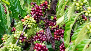 Exportações dos Cafés do Brasil atingem 13,81 milhões de sacas no primeiro quadrimestre de 2025