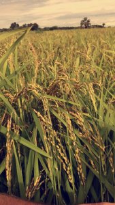 Índia aumenta preço de compra do arroz em 3%, menor aumento em cinco anos