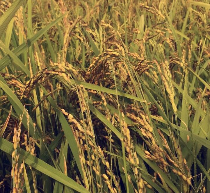 Índia aumenta preço de compra do arroz em 3%, menor aumento em cinco anos
