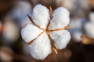 Início das atividades do Ceditac marca retomada da produção de algodão no Norte de Minas