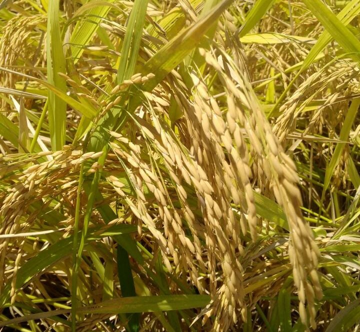 Japão pretende reduzir preços de arroz estocado para 2.000 ienes por 5 kg