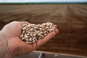 Maio Chegou: Visão Estratégica para Produtores e Comerciantes de Feijão-Carioca