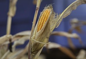 Milho abre a quinta-feira subindo em Chicago após bons números de exportação do USDA