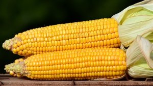 "No mercado externo, o milho brasileiro deveria se tornar mais competitivo"
