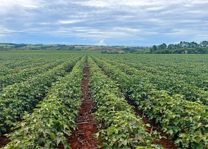 Minas Gerais amplia área plantada de algodão em 34%, mas seca ameaça a produtividade