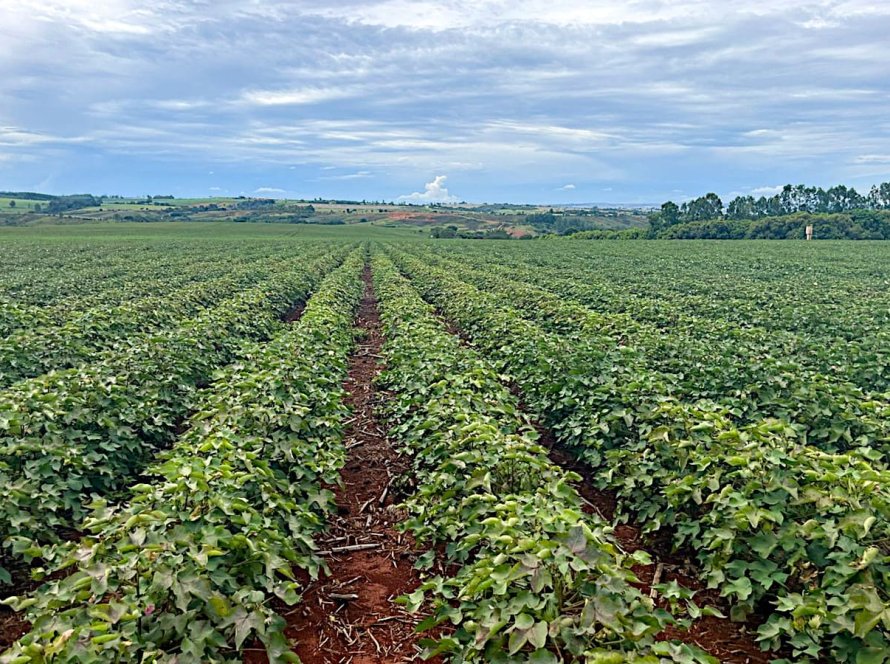 Minas Gerais amplia área plantada de algodão em 34%, mas seca ameaça a produtividade