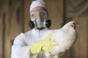 Nova atualização sobre a suspensão de exportações em razão da gripe aviária