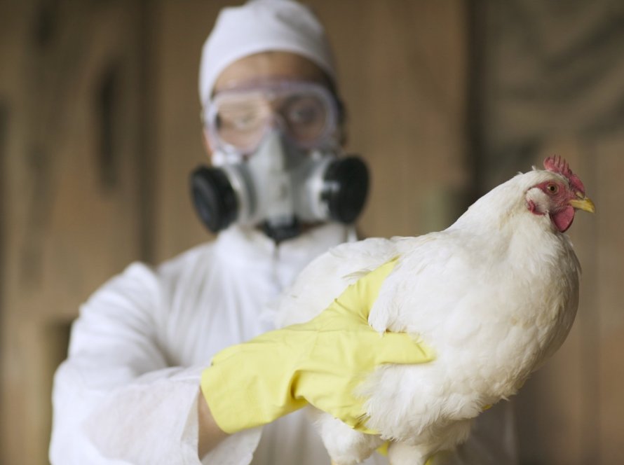 Nova atualização sobre a suspensão de exportações em razão da gripe aviária