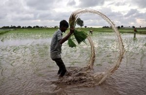 Os preços globais do arroz atingiram o fundo do poço, mas o excesso de oferta da Índia irá sufocar quaisquer ganhos
