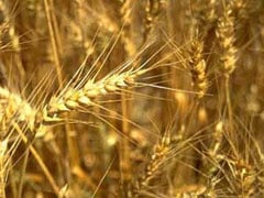 Produção de trigo e arroz na Índia deve atingir nível recorde, diz governo