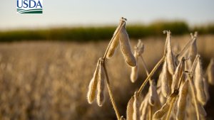 Safra 2025/26: USDA traz estoques finais de soja e milho abaixo da média e demanda intensa da China
