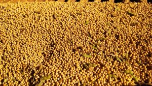 As incertezas climáticas na América do Sul, especialmente na Argentina, seguem como fator de sustentação para os preços da oleaginosa no curto prazo