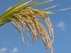 Tailândia espera atingir meta de exportação de arroz este ano, diz autoridade