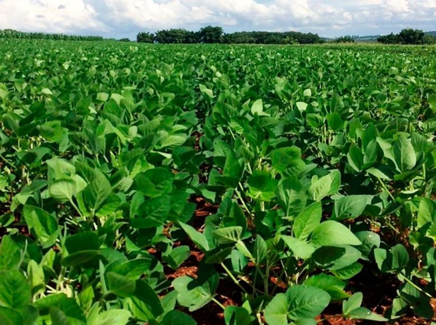 Vazio sanitário da soja no Paraná começa em junho