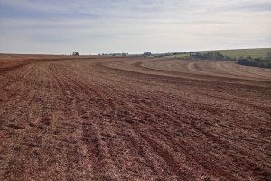 Vazio sanitário e calendário de semeadura de soja são definidos para safra 2025/2026