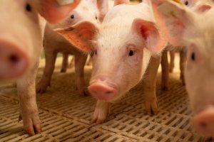 ABPA: Exportações de carne suína crescem 13,7% em maio