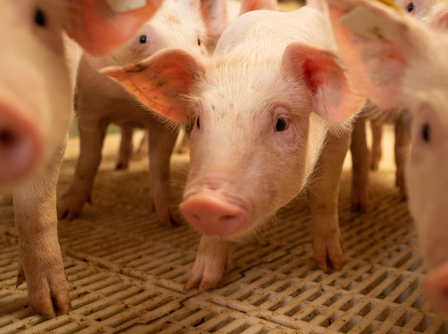 ABPA: Exportações de carne suína crescem 13,7% em maio