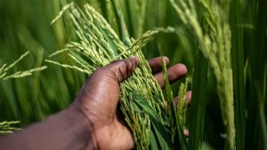 Arroz: importações superam exportações em maio