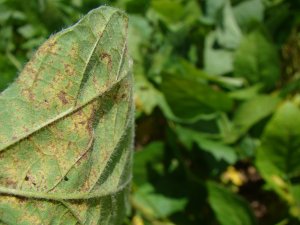 BASF inicia registro de novo fungicida para apoiar agricultores no controle da ferrugem da soja