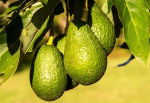 Brasil realiza primeira exportação de abacate tipo Hass para o Chile com apoio da Abrafrutas