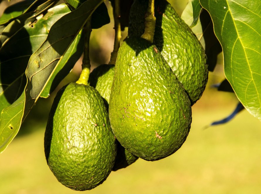 Brasil realiza primeira exportação de abacate tipo Hass para o Chile com apoio da Abrafrutas