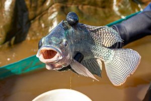 CNA debate importação e exportação de pescado no PecNordeste