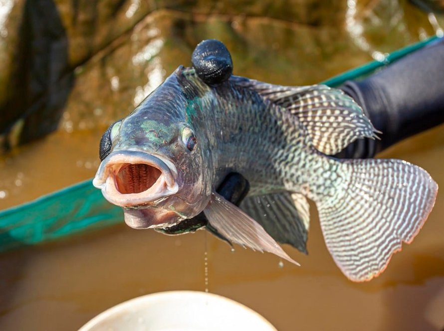 CNA debate importação e exportação de pescado no PecNordeste