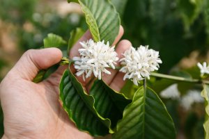 Exportações de café na Bahia têm alta de 480% em abril, aponta relatório da Faeb; agro cresceu 32% neste período