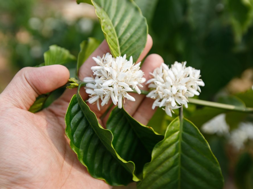 Exportações de café na Bahia têm alta de 480% em abril, aponta relatório da Faeb; agro cresceu 32% neste período