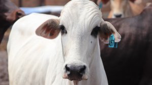 Exportações de carne bovina sobem 19,7%