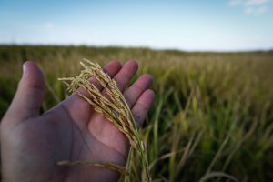 Federarroz age contra colapso no arroz e pressiona bancos e governo por medidas urgentes