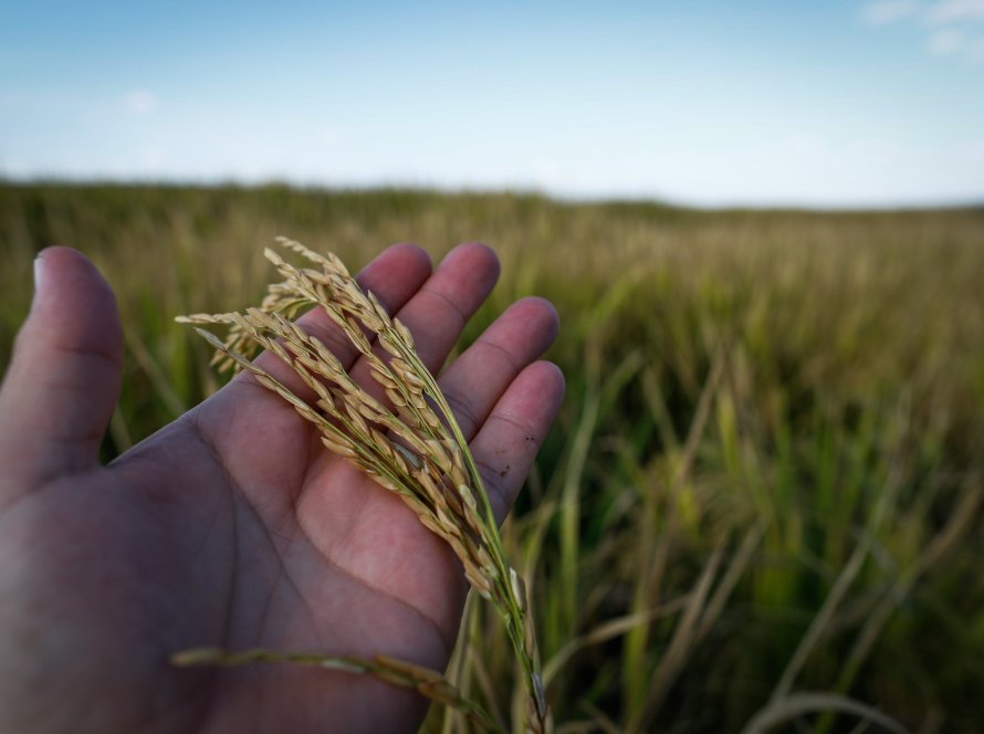 Federarroz age contra colapso no arroz e pressiona bancos e governo por medidas urgentes