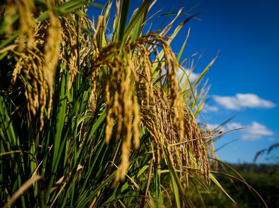 Federarroz cobra ações urgentes do governo federal para enfrentar crise no arroz
