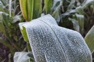 Geada acende alerta para perdas na safra de inverno