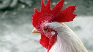 Governador solicita retomada das exportações de frango de Santa Catarina para a China