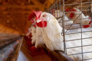Japão suspende temporariamente importações de produtos avícolas de Goiás e Mato Grosso