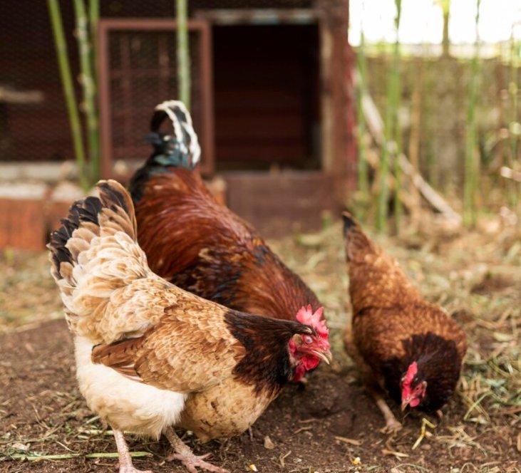 Mato Grosso confirma foco de gripe aviária em aves de subsistência