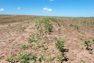 Período de vazio sanitário da soja começa neste domingo (8) em Mato Grosso