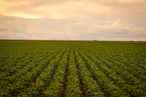 Produtores do Sul de Minas antecipam planejamento para a safra de soja 2024/25