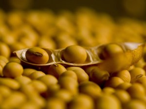 Soja fecha no vermelho em Chicago, após USDA morno e demanda lenta nos EUA; BR lidera vendas