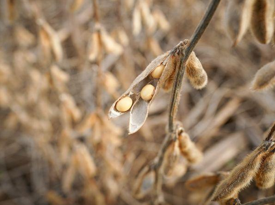 Soja inicia semana com leves movimentações em Chicago, à espera dos novos boletins do USDA