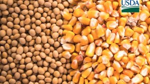 USDA: Vendas semanais de soja da safra velha ficam acima do esperado, mesmo sem China
