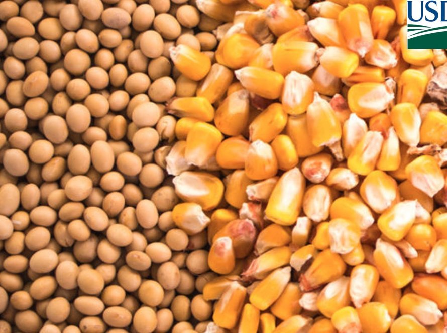 USDA: Vendas semanais de soja da safra velha ficam acima do esperado, mesmo sem China