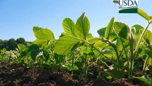 USDA traz plantio e índice de lavouras de soja em boas/excelentes condições abaixo do esperado