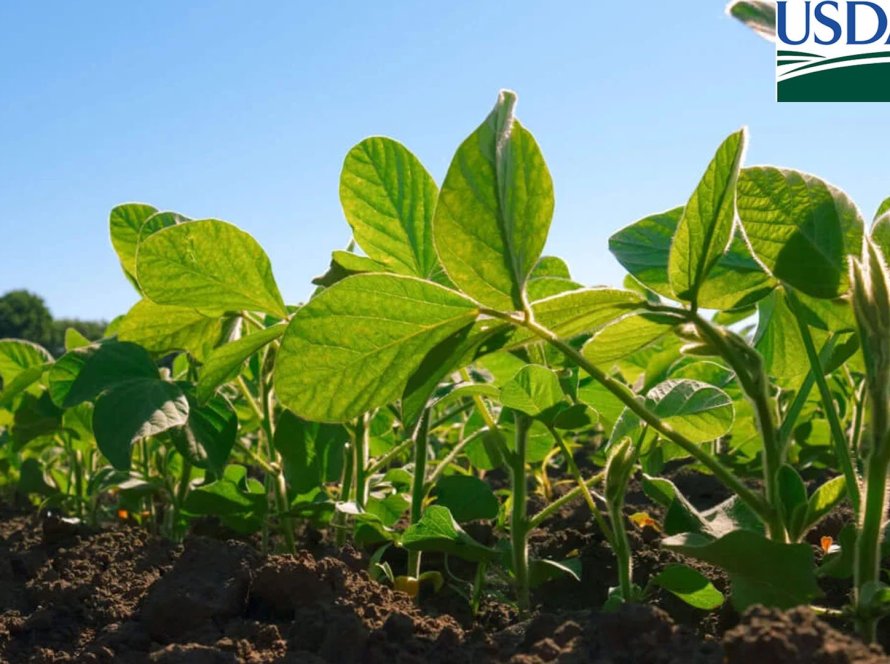 USDA traz plantio e índice de lavouras de soja em boas/excelentes condições abaixo do esperado